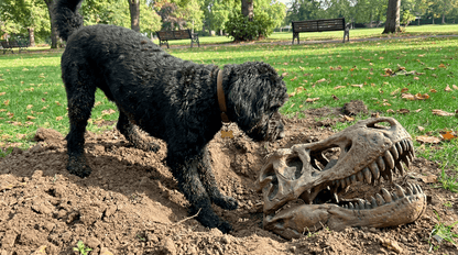 Slightly Exaggerated Life Story - The Dog Tales